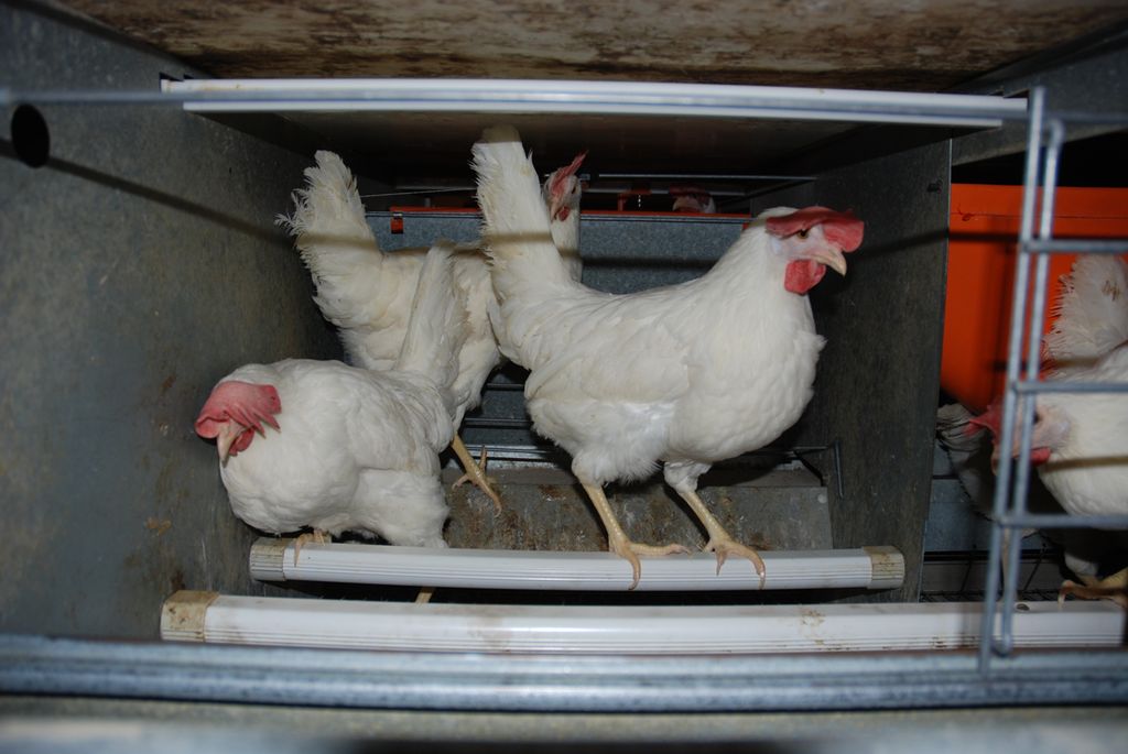 Verpehøner i innredet bur, åpent bur. Foto.