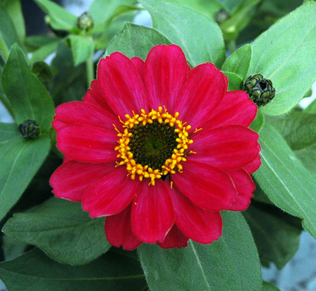 Blomster i et gartneri. Foto.