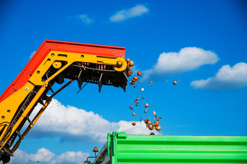 Maskin med transportbånd sender løk over i en traktorhenger. Foto.