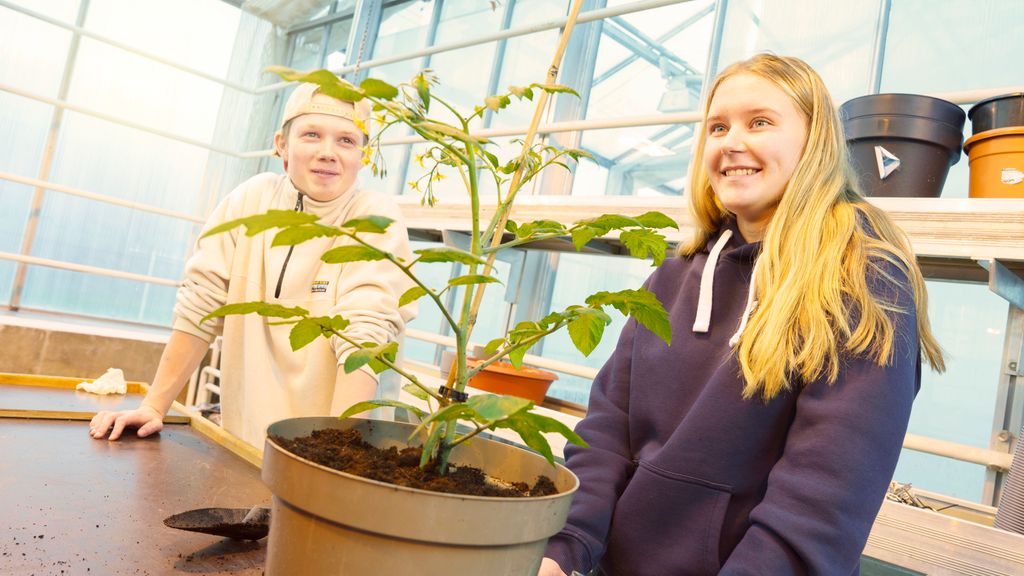 To unge personer i et veksthus står ved en tomatplante. Foto.