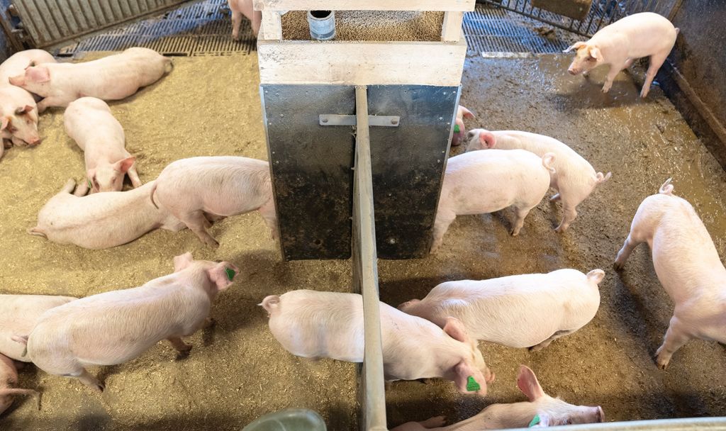 Flere griser i en todelt binge. Grisene velger å bruke den ene delen som seng, mens de legger fra seg gjødsel og urin i den andre. Foto.