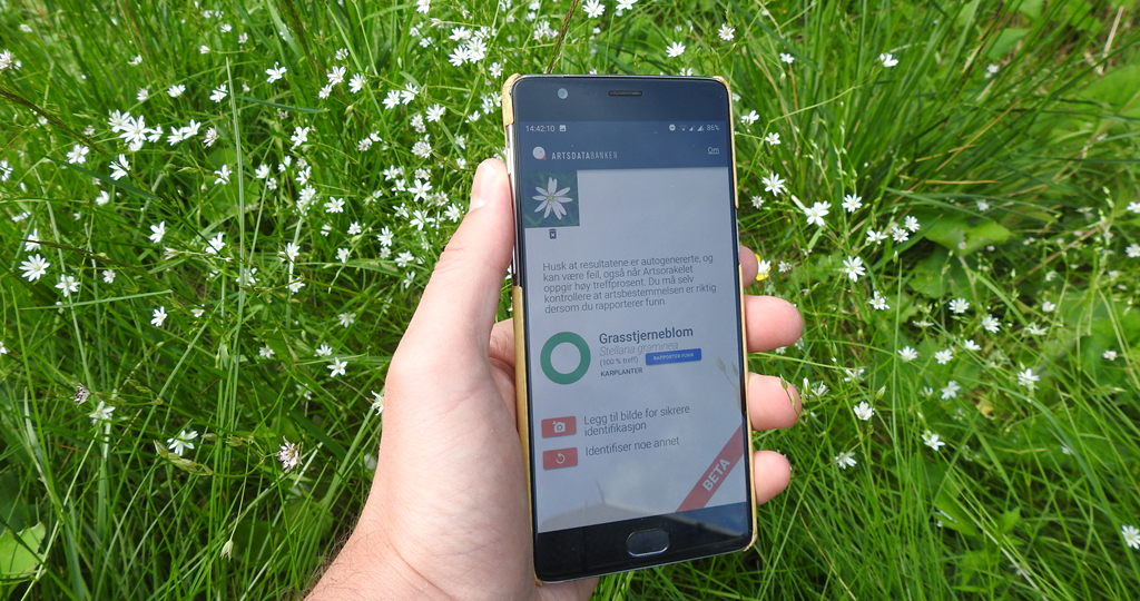 Hånd som holder en telefon hvor appen Artsorakel er i bruk. I bakgrunnen er det ei eng med mange små, hvite blomster, og på telefonskjermen står det 100 % treff for Grasstjerneblom. Foto. 