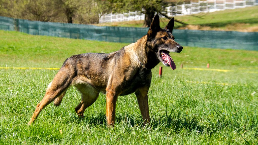 En gammel minehund av rasen malinois. Hunden er i normalt hold. Foto.