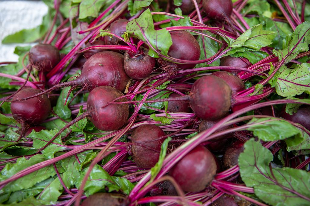 Haug med nyhøstet rødbete. Toppstilkene sitter fortsatt på. Foto.