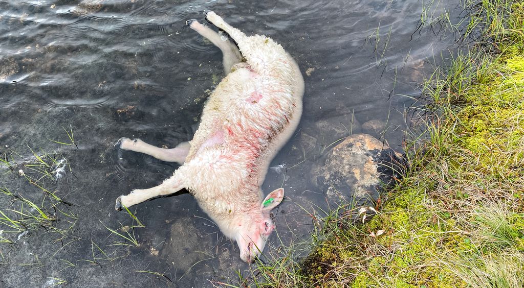 Død, halvblodig sau flyter i vannkanten i et fjellvann. Foto.