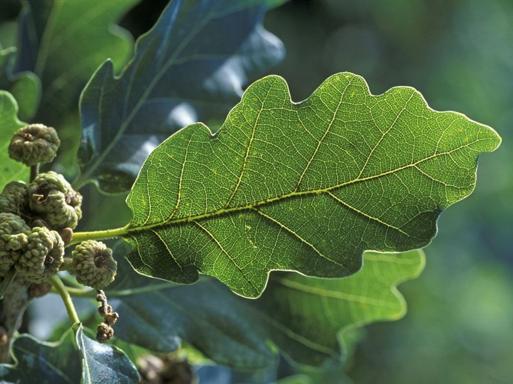 Blad av vintereik. Foto.