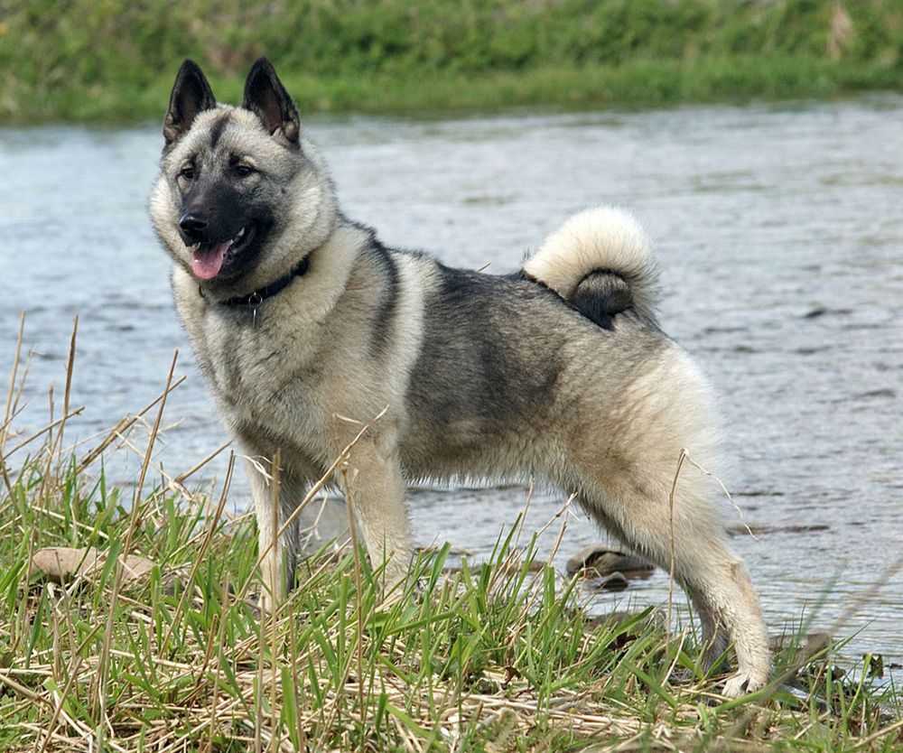 Sarvebïenje. Guvvie.