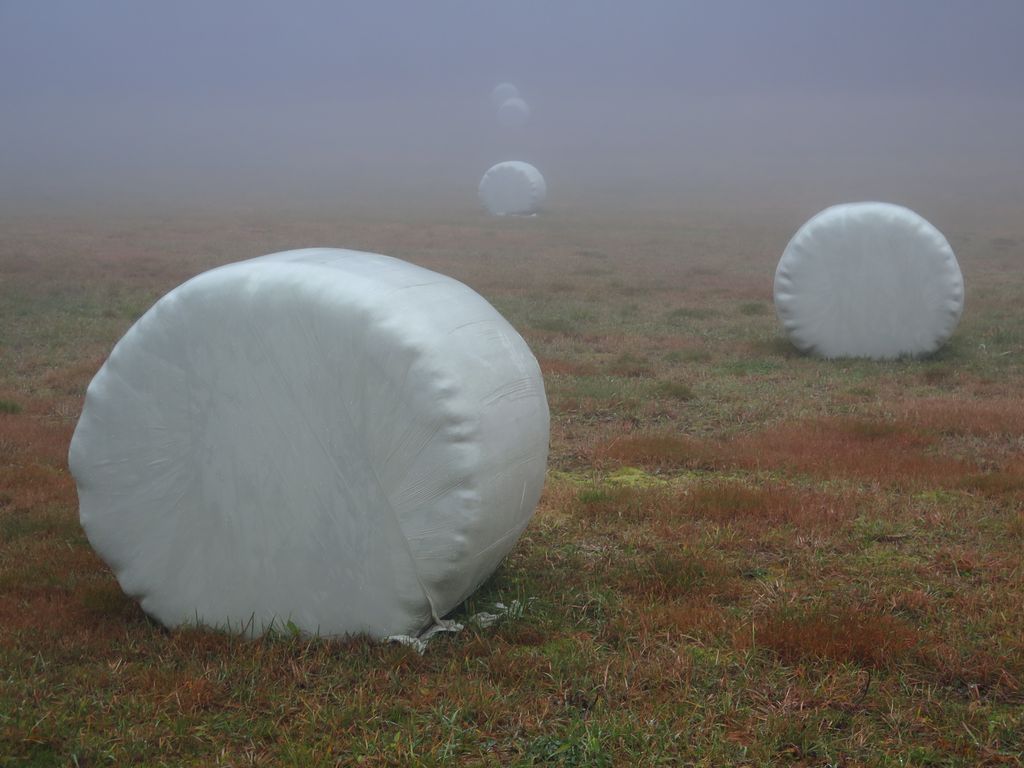 Rundballer pakket i plast ligger på et jorde. Foto.