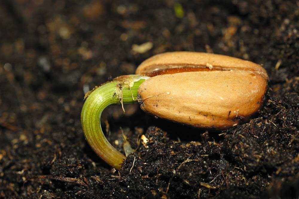 Frøspire med frøskall kommer opp fra jorda. Foto.
