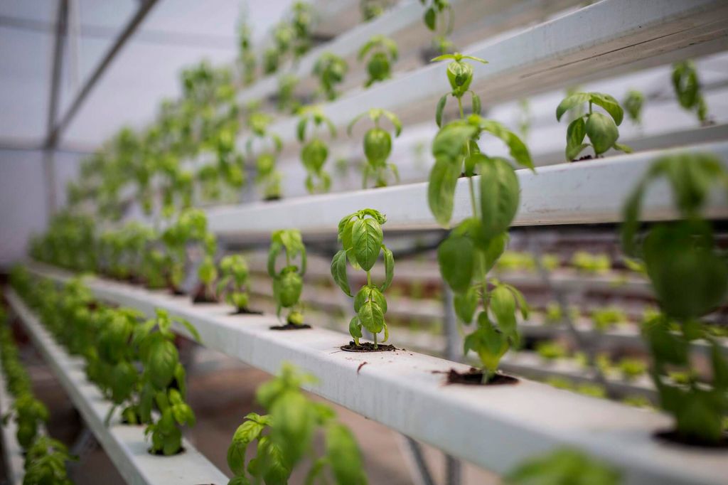 Rekker av grønne basilikumplanter som står opp fra hull i kvite renner plassert i terrasser i et veksthus. Foto.