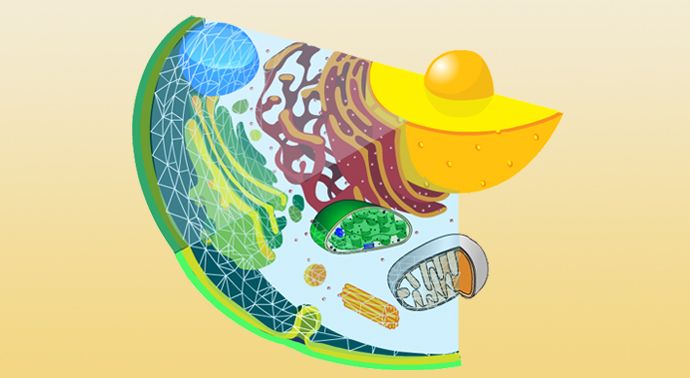 Celle på gul bakgrunn. Illustrasjon.