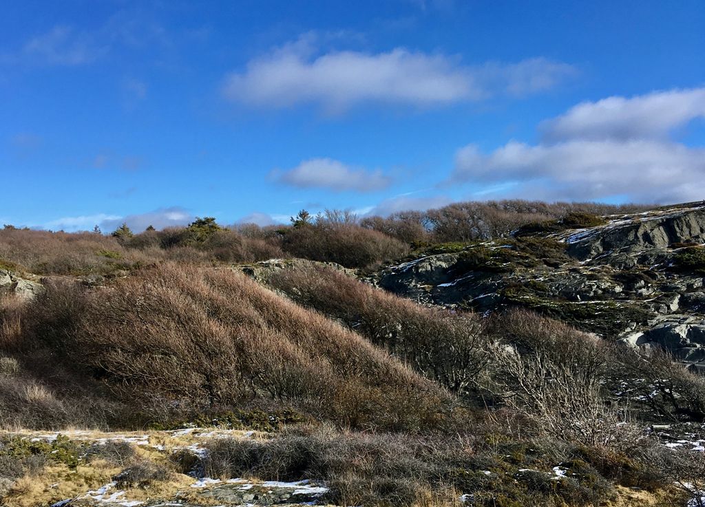 Vegetasjon som bøyer seg i en bestemt retning. Foto.