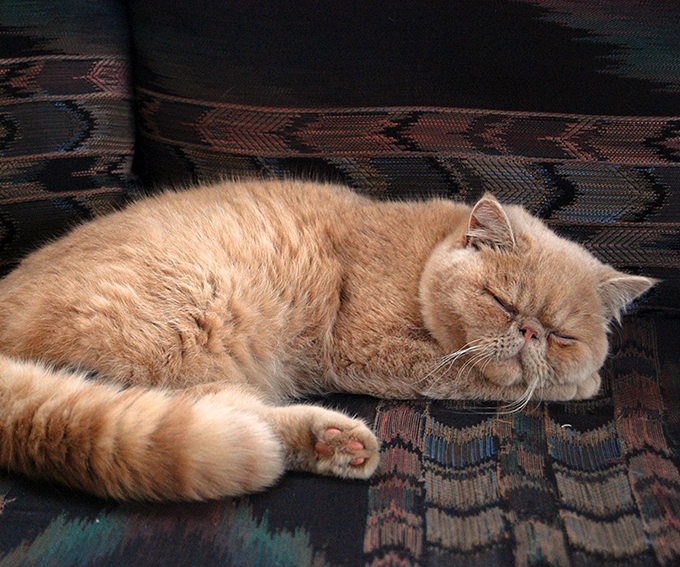 En rasekatt ligger på et teppe og sover. Foto.