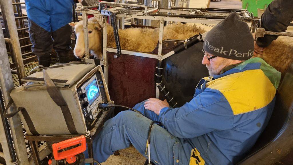 En mann sitter med en liten dataskjerm foran seg. På høyre side av ham står det ei søye i en tilpasset bås så hun ikke kan bevege seg så mye. Foto.