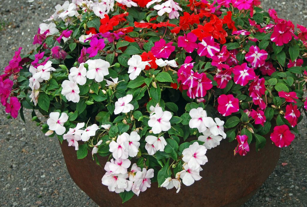 Blomster med forskjellige farger. Foto.