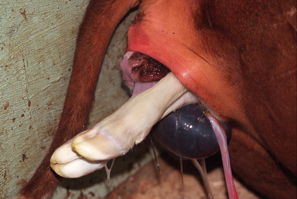 Kalvende ku med kalvens forklover og mule ute. Foto.