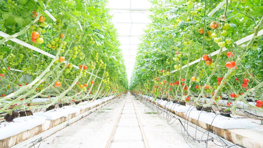 To rekker med tomatplanter i veksthus. Foto.