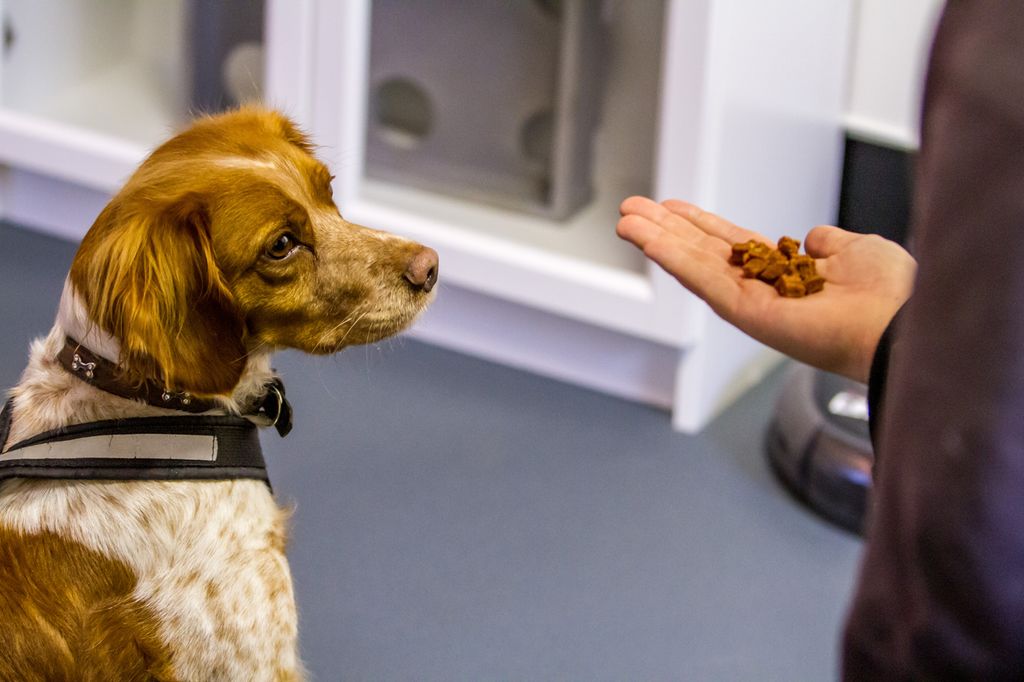 Hund som ser på en hånd med godbiter. Foto.