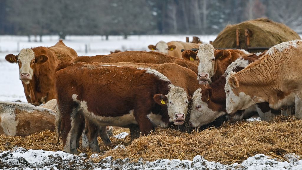 En flokk storfe spiser fra høyball ute. På bakken ligger det et tynt lag med snø. Dyra er brune med hvite ansikter og ei hvit stripe langs ryggen. Foto.
