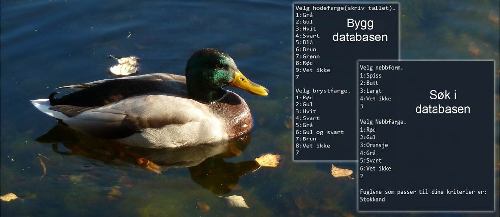 En stokkand og Python-koder fra artsdatabasen. Foto.