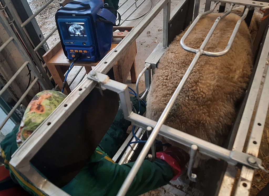 Sau som undersøkes med ultralydapparat. Skjerm der antall foster kan sees. Foto.