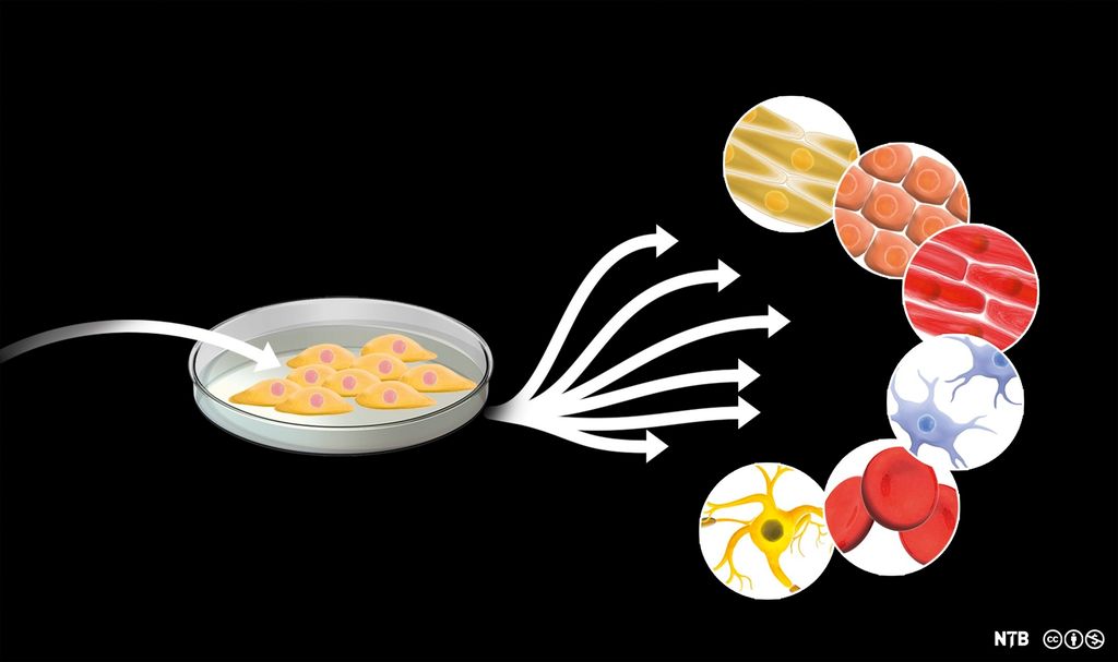 Máddoseallat sáhttet šaddat buot seallasortan. Illustrašuvdna.