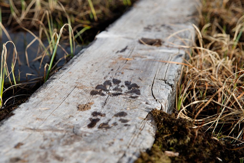 Spor etter en fjellsko på ei klopp i ei myr. Foto. 