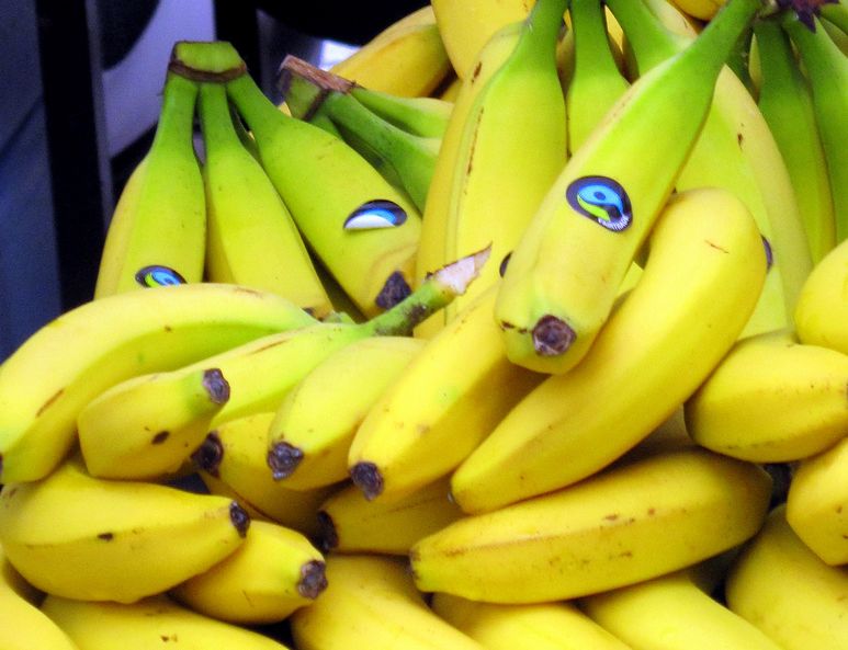 Bananer som er merket med fairtrade. Foto