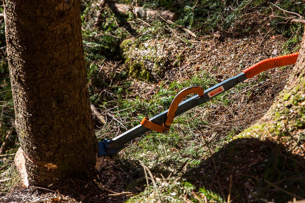 Fellespett som er satt fast i et tre under felling. Foto.