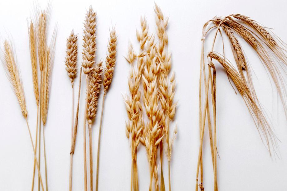 Nokre få aks av fire ulike kornslag på kvit bakgrunn. Foto.