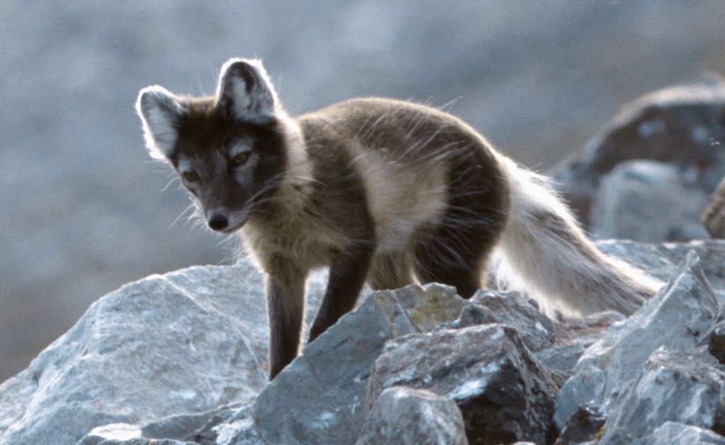 Fjellrev på høyfjellet. Foto. 