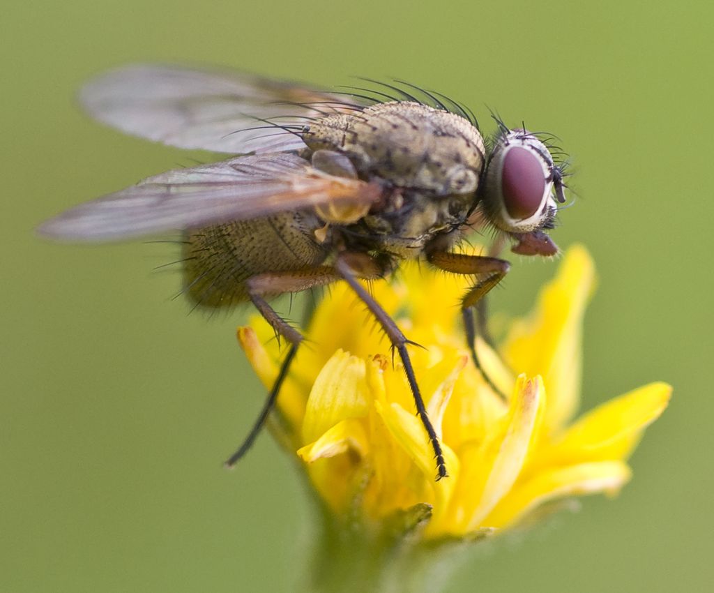 En flue sitter på en blomst. Foto.