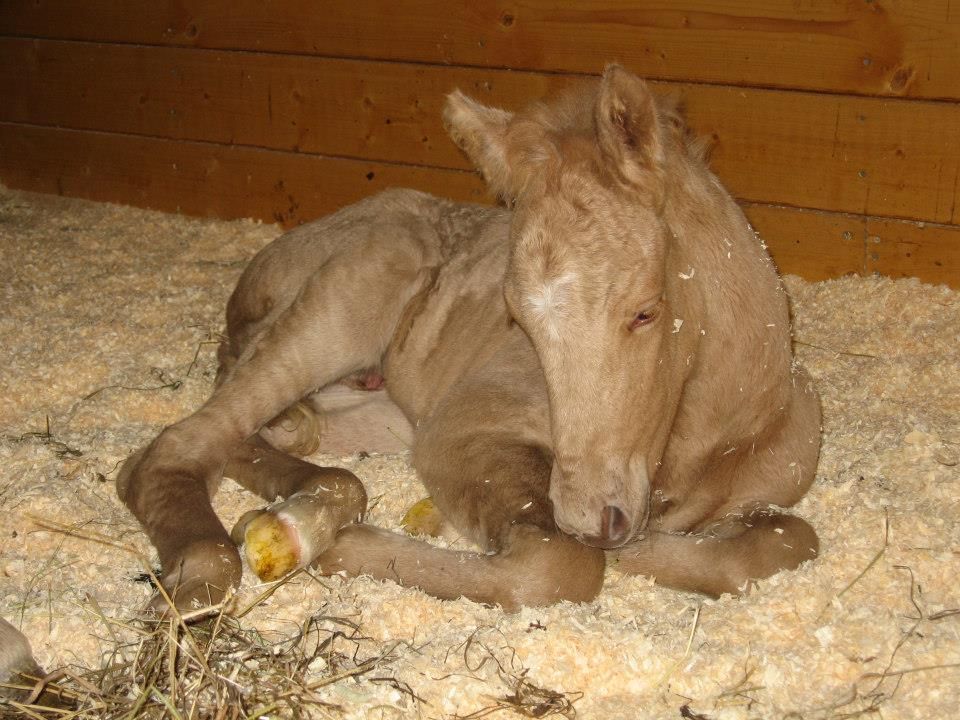 Føll ligger på sagflis i en binge. Foto.
