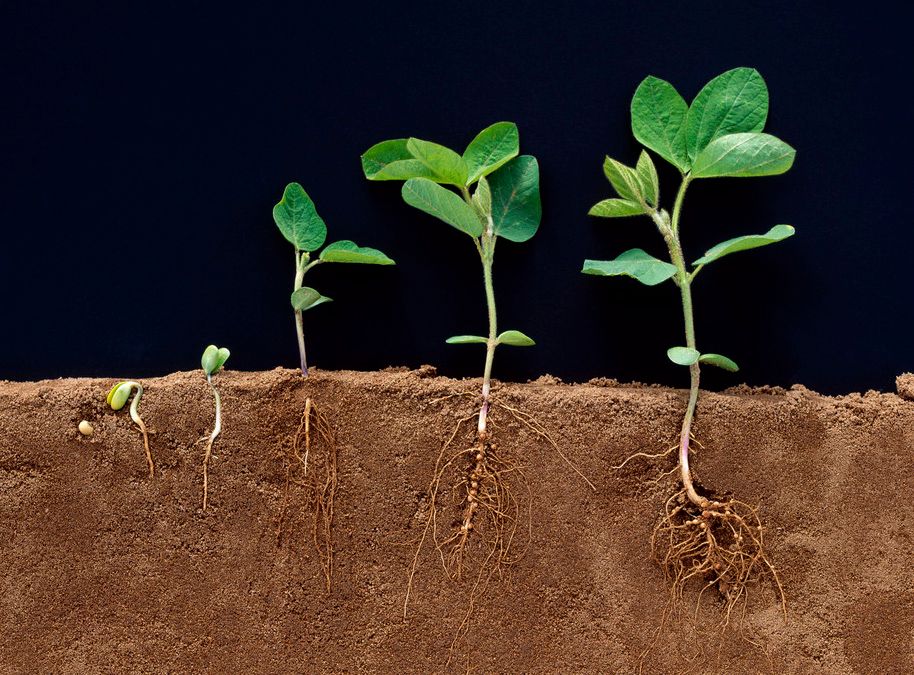 Tverrsnitt av jordsmonn med planter i ulike stadier fra frø til ei lita plante. Røttene blir stadig mer utviklet og strekker seg lenger ned i jorda etter hvert. Foto.