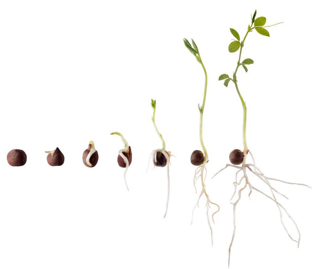 En serie med frø som spirer i ulike stadier. Foto.