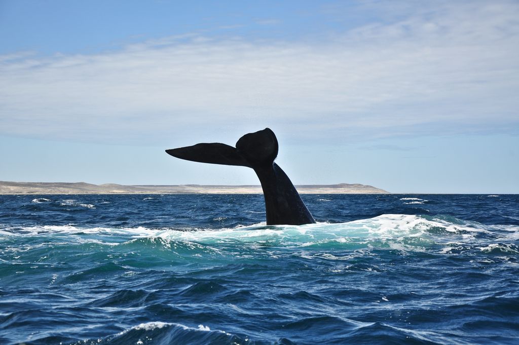 Photo: We see the tail of a whale sticking up out of the ocean. 
