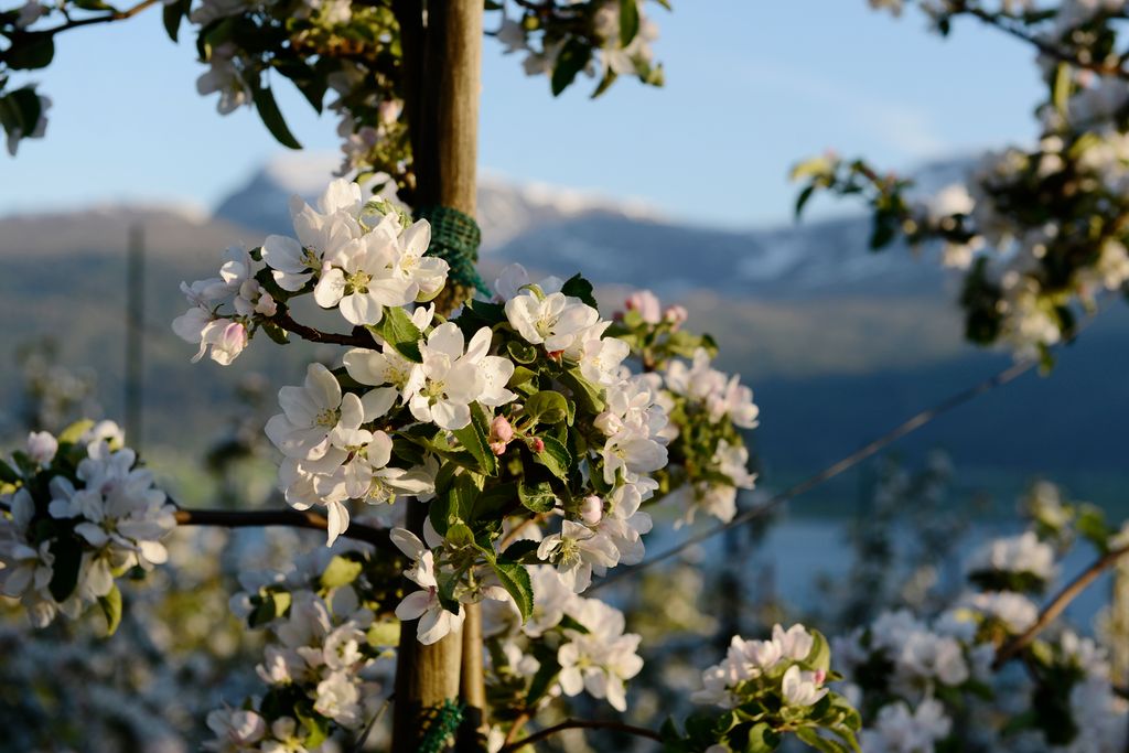 Oppbunde epletre i full blomster. Foto.