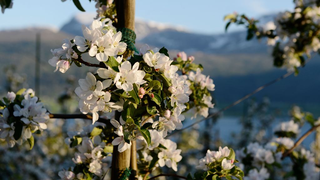 Epleblomster på tre. Fjell og fjord i bakgrunnen. Foto.