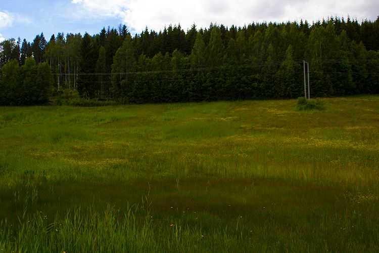 Graseng med skog i bakgrunnen. Foto.