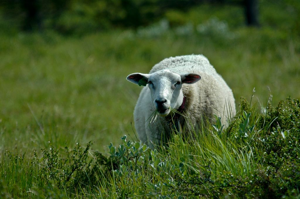 Sau som beiter. Foto. 