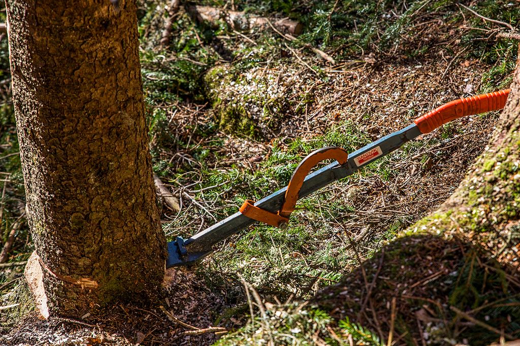 Fellespett som er satt fast i et tre under felling. Foto.