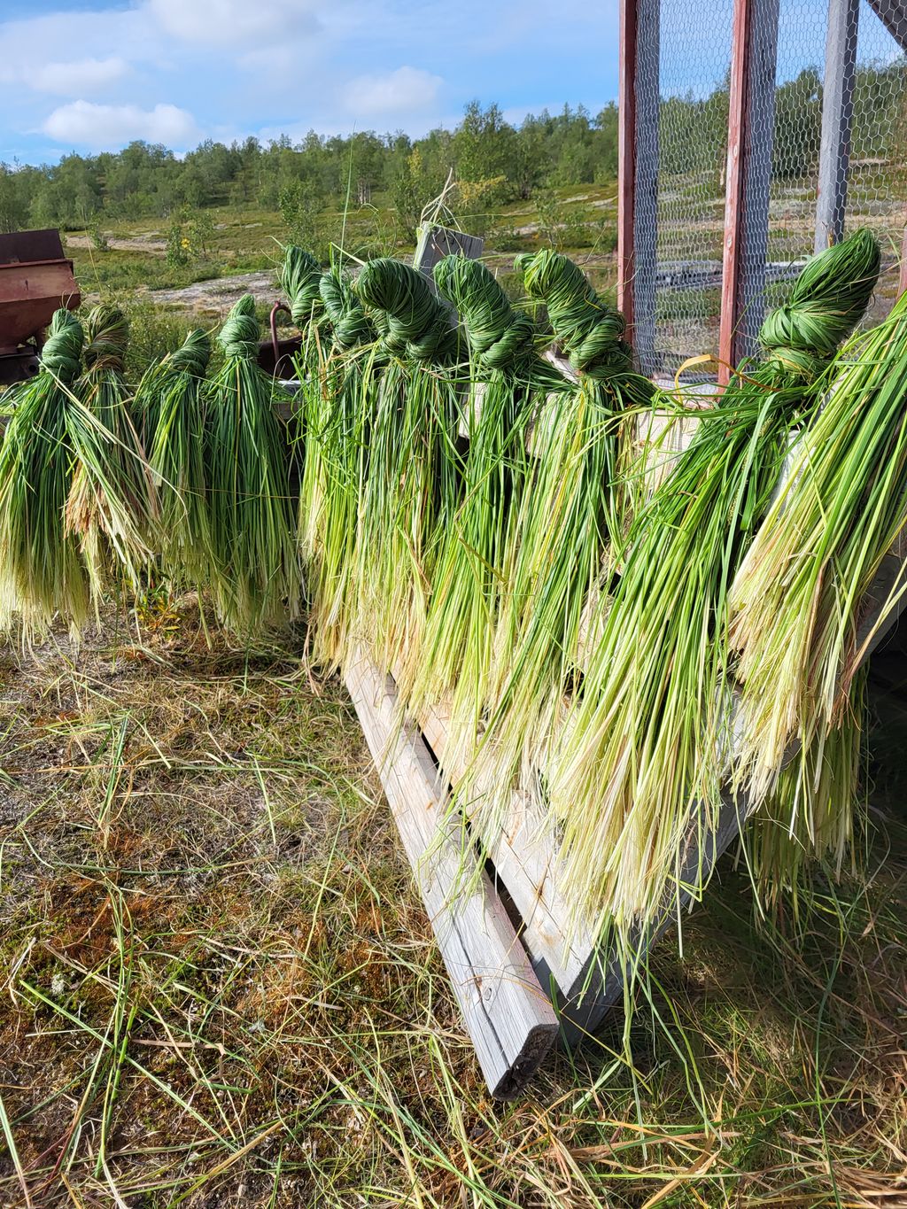 Sennagressknipper som er hengt til tørk. Foto.