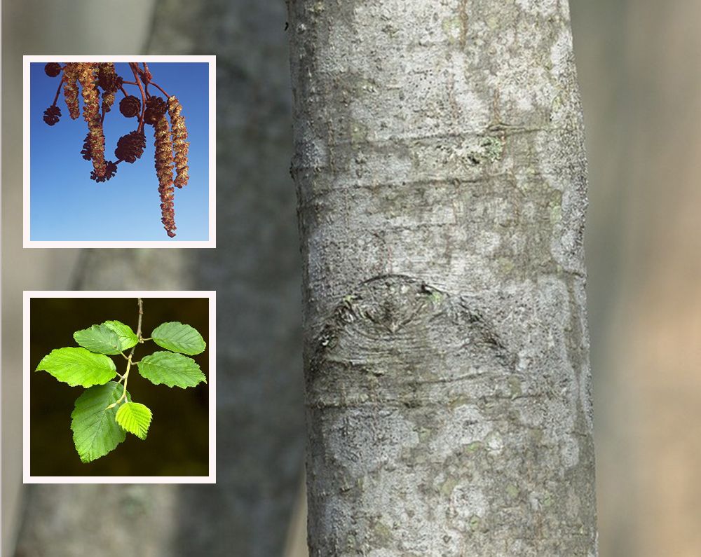 Nærbilder av en gråorstamme, av rakler og små kongler på samme kvist og av blad. Foto.