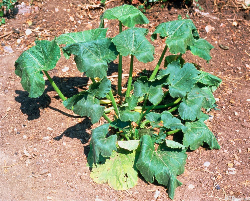 Grønn plante med blader som er slappe og visne. Foto.