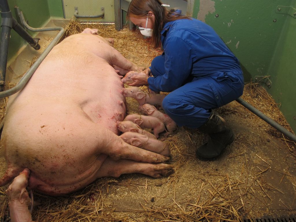 Purke ligger på sida og føder samtidig som bonden hjelper grisunger til å die. Foto.
