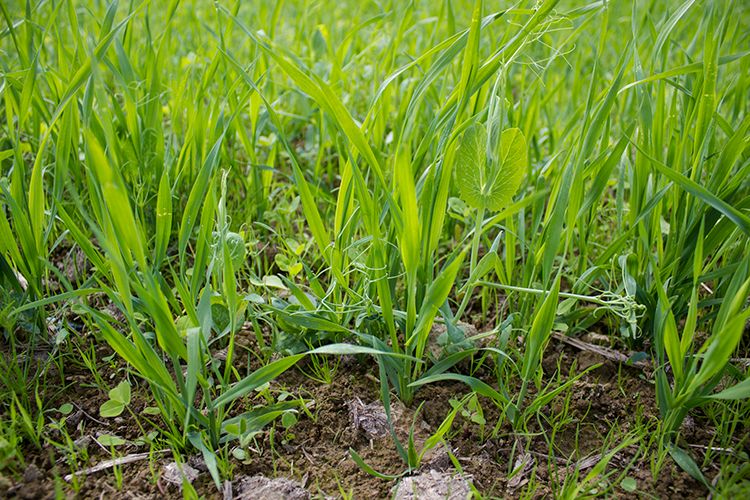 Eng med ulike planter som gras og kløver. Foto.