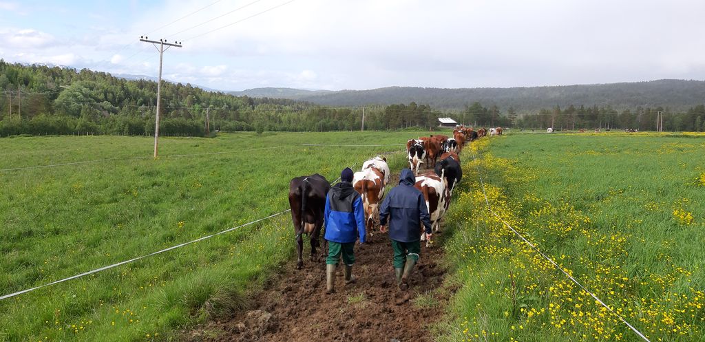To personer går på en gjørmete gangsti bak ei lang rekke kyr som er på vei mot seterfjøset for å mjølkes. På hver side av stien er det beiter med grønt gras og det er strømgjerde mellom gangstien og beitene. Foto.