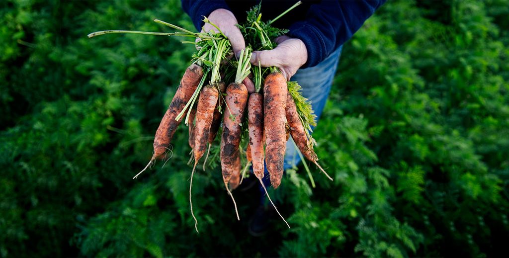 Person holder bunt med gulrøtter med jord i en gulrotåker. Foto.