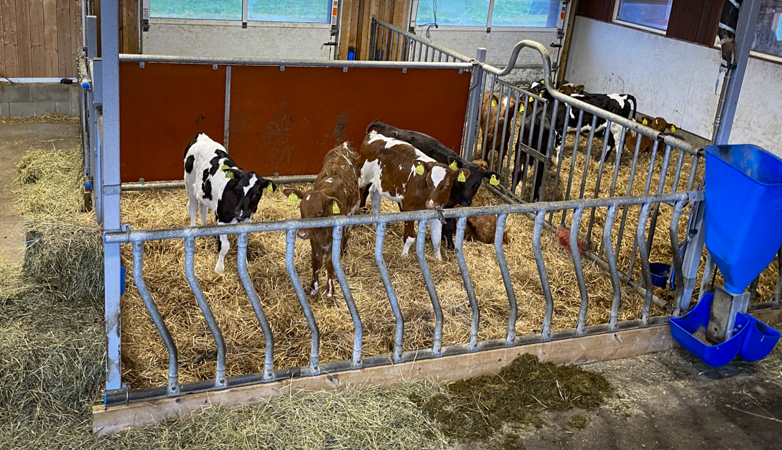 Flere kalver står i to binger i et fjøs. Det er halm på golvet inne i bingene og høy og surfôr på fôrbrettet. Det er også en kraftfôrautomat foran bingefronten mellom de to bingene. Bak bingene er det to store porter med vindu i. Foto.