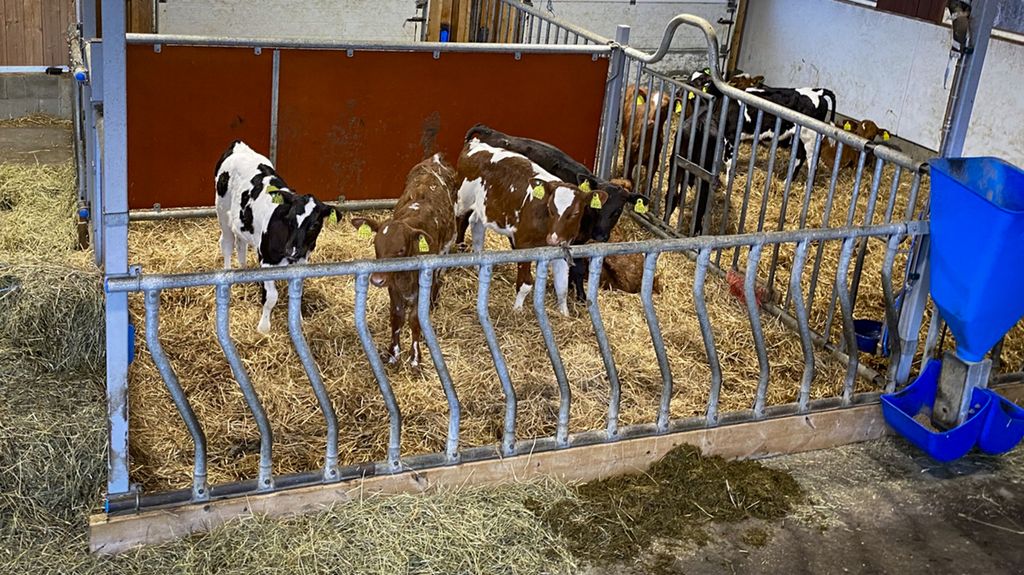 Flere kalver står i to binger i et fjøs. Det er halm på golvet inne i bingene og høy og surfôr på fôrbrettet. Det er også en kraftfôrautomat foran bingefronten mellom de to bingene. Bak bingene er det to store porter med vindu i. Foto.